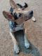 Australian Cattle Dog Puppies for sale in Chandler, AZ, USA. price: $200