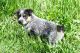 Australian Cattle Dog Puppies for sale in Post Falls, ID 83854, USA. price: NA