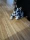Australian Cattle Dog Puppies for sale in West Covina, CA, USA. price: NA