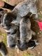 Australian Cattle Dog Puppies for sale in Olivehurst, CA, USA. price: NA