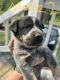 Australian Cattle Dog Puppies for sale in Chuckey, TN 37641, USA. price: NA