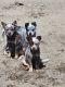 Australian Cattle Dog Puppies for sale in 11804 N Jantzen Dr, Portland, OR 97217, USA. price: $300