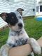 Australian Cattle Dog Puppies for sale in Bloomfield, KY 40008, USA. price: $300