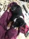 Australian Cattle Dog Puppies for sale in Westminster, CO 80020, USA. price: NA