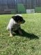 Australian Cattle Dog Puppies for sale in Dallas, TX 75223, USA. price: NA
