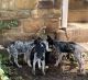 Australian Cattle Dog Puppies for sale in Fredonia, KS 66736, USA. price: $20,000