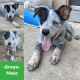 Australian Cattle Dog Puppies for sale in San Antonio, TX, USA. price: $350