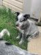 Australian Cattle Dog Puppies for sale in Indianapolis, IN, USA. price: $650