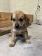Australian Cattle Dog Puppies for sale in GRANT VLKRIA, FL 32909, USA. price: NA