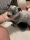 Australian Cattle Dog Puppies for sale in Woodstock, MD 21163, USA. price: $950