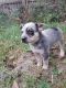 Australian Cattle Dog Puppies for sale in Sharon, PA, USA. price: $300
