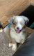 Australian Cattle Dog Puppies for sale in Cisco, TX 76437, USA. price: $1,000