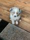 Australian Cattle Dog Puppies for sale in Cisco, TX 76437, USA. price: $1,000