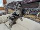 Australian Cattle Dog Puppies for sale in Elliott, Iowa. price: $900