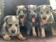 Australian Cattle Dog Puppies for sale in Forbes, New South Wales. price: $300