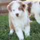 Australian Cattle Dog Puppies for sale in New York City, New York. price: $500