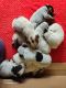 Australian Cattle Dog Puppies for sale in Mount Gambier, South Australia. price: $1,200