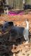 Australian Cattle Dog Puppies for sale in Aberdeen, Mississippi. price: $300