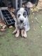 Australian Cattle Dog Puppies for sale in Gympie, Queensland. price: $700