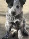 Australian Cattle Dog Puppies for sale in Lansing, Michigan. price: $950