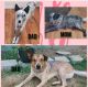 Australian Cattle Dog Puppies for sale in Mc Cleary, Washington. price: $700