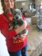 Australian Cattle Dog Puppies for sale in Baxter, Tennessee. price: $500