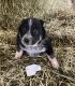 Australian Cattle Dog Puppies for sale in 880 S Ray Quincy Rd, Montgomery, MI 49255, USA. price: $400