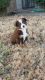 Australian Cattle Dog Puppies for sale in Leonard, Texas. price: $400