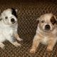Australian Cattle Dog Puppies for sale in Scranton, PA, USA. price: NA