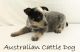 Australian Cattle Dog Puppies for sale in San Diego, CA, USA. price: $2,695