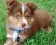 Australian Cattle Dog Puppies for sale in Denver, CO, USA. price: NA