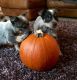 Australian Cattle Dog Puppies for sale in Albuquerque, NM, USA. price: NA