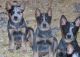 Australian Cattle Dog Puppies for sale in Carlsbad, CA, USA. price: NA