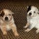 Australian Cattle Dog Puppies for sale in Los Angeles, CA, USA. price: $500