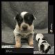 Australian Cattle Dog Puppies for sale in Lavalette, WV 25535, USA. price: $250