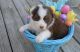 Australian Cattle Dog Puppies for sale in Agoura Hills, CA, USA. price: NA