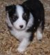 Australian Cattle Dog Puppies for sale in Concord, CA, USA. price: NA