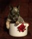 Australian Cattle Dog Puppies for sale in Dorset, OH 44032, USA. price: NA