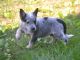 Australian Cattle Dog Puppies for sale in Seattle, WA 98103, USA. price: $500