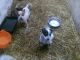 Australian Cattle Dog Puppies for sale in Washington, DC, USA. price: NA
