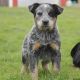 Australian Cattle Dog Puppies for sale in Campus Drive, Stanford, CA 94305, USA. price: NA