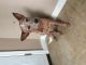 Australian Cattle Dog Puppies for sale in Piqua, OH 45356, USA. price: NA