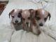 Australian Cattle Dog Puppies for sale in Chicago, IL, USA. price: $750