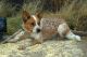 Australian Cattle Dog Puppies for sale in Alamosa, CO 81101, USA. price: NA