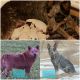 Australian Cattle Dog Puppies for sale in Elgin, IA 52141, USA. price: NA