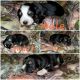 Australian Cattle Dog Puppies for sale in Upton, KY 42784, USA. price: NA