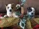 Australian Cattle Dog Puppies for sale in Milan, IN 47031, USA. price: NA