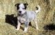Australian Cattle Dog Puppies for sale in Manassa, CO, USA. price: $500