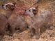 Australian Cattle Dog Puppies for sale in Lansing, MI, USA. price: $200
