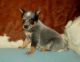 Australian Cattle Dog Puppies for sale in Manassa, CO, USA. price: NA